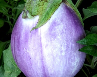 Eggplant Rosa Bianca Seeds Non-GMO, Open Pollinated, Heirloom for Hydroponics, Aquaponics, Soil, Raised Bed, Indoor, Outdoors, Green House