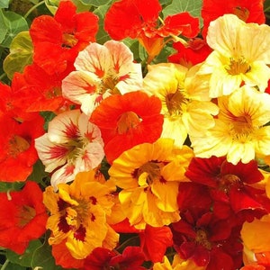 Nasturtium dwarf jewel mix Seeds Non-GMO, Open Pollinated, Heirloom for Hydroponics, Soil, Raised Bed, Indoor, Outdoors, In Pots -1055/1056