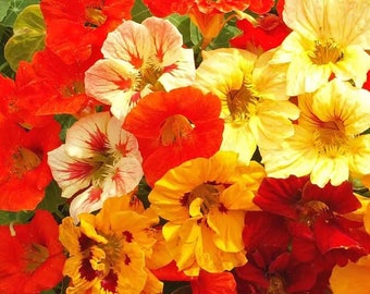 Nasturtium dwarf jewel mix Seeds Non-GMO, Open Pollinated, Heirloom for Hydroponics, Soil, Raised Bed, Indoor, Outdoors, In Pots -1055/1056