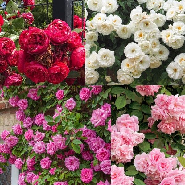 Climbing Rose Mix Seeds Non-GMO, Open Pollinated, Heirloom for Hydroponics, Aquaponics, Soil, Raised Bed, Indoor, Outdoors, Pots