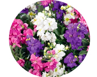 Stock Anytime Mix Seeds Non-GMO, Open Pollinated, Heirloom for Hydroponics, Aquaponics, Soil,Raised Bed,Indoor,Outdoors,In Pots, Green House