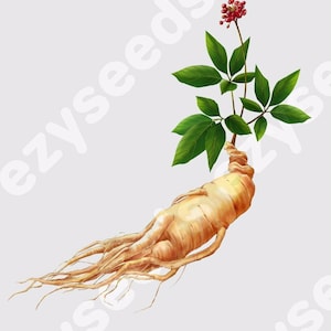 Radix Ginseng - wild ginseng from changbaishan mountain(长白山野生人参), china | thousands dollar for aged mature ginseng | grow your own! -1316