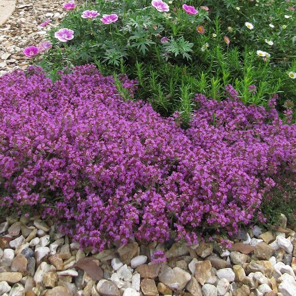 Thyme Creeping Seeds Herbs Non-GMO, Open Pollinated, Heirloom for Hydroponics, Aquaponics, Soil, Raised Bed, Indoor, Outdoors,In Pots,Gn Hse