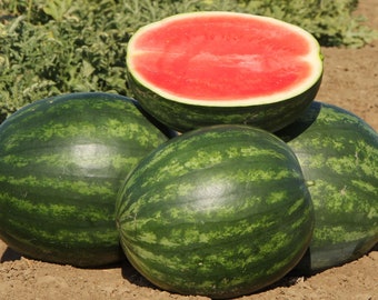 Watermelon Seeds -B4 Non-GMO, Open Pollinated, Heirloom for Hydroponics, Aquaponics, Soil, Raised Bed, Indoor, Outdoors, In Pots,Green House