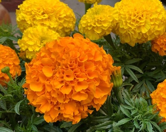Marigold cracker jack mix Seeds Non-GMO, Open Pollinated, Heirloom for Hydroponics, Aquaponics, Soil, Raised Bed, Indoor, Outdoors, in pots