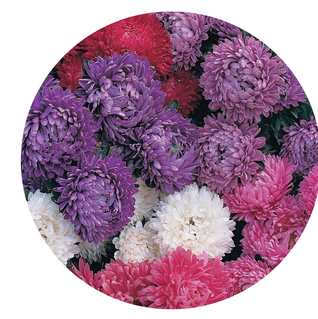 Aster Dwarf Milady Mix 5 Colors - 50 Non-GMO Flower Seeds For Easy Outdoor Planting
