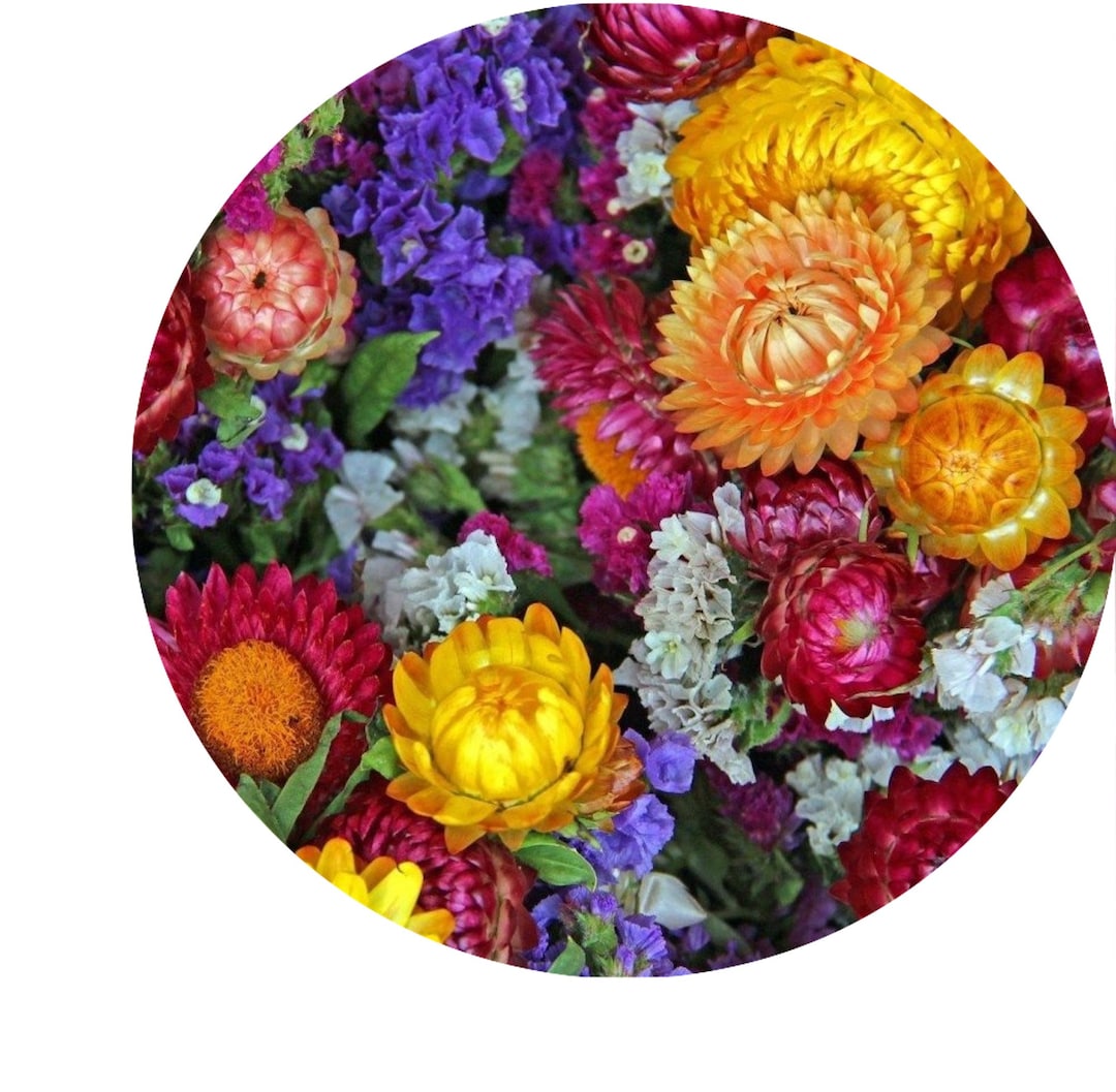 Strawflower King Mix Seeds Nongmo, Open Pollinated, Heirloom for