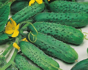 Cucumber Spacemaster 80 Bush Seeds Non-GMO, Open Pollinated, Heirloom for Hydroponics, Soil, Raised Bed, Indoor, Outdoors, In Pots -1230