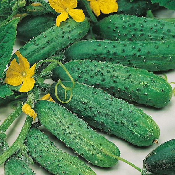 Cucumber National Pickling Seeds Non-GMO, Open Pollinated, Heirloom for Hydroponics, Soil, Raised Bed, Indoor, Outdoors, In Pots -1233