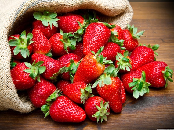 Strawberry Seeds Non-GMO, Open Pollinated, Heirloom for Hydroponics, Aquaponics, Soil, Raised Bed, Indoor, Outdoors, In Pots -1020T