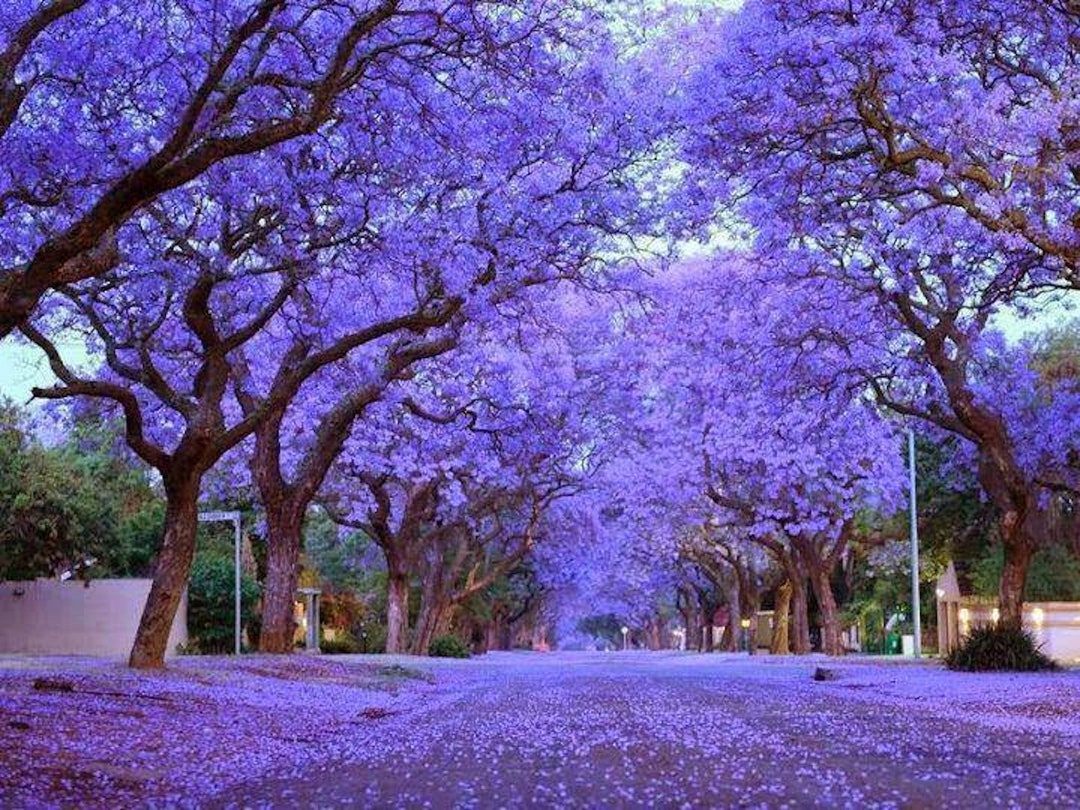 25 Blue Jacaranda Tree Seeds (fern Tree / Brazilian Rose Wood