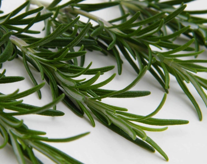 Featured listing image: Rosemary Seeds Herbs Non-GMO, Open Pollinated, Heirloom for Hydroponics, Aquaponics, Soil, Raised Bed, Indoor, Outdoors, In Pots,Green House