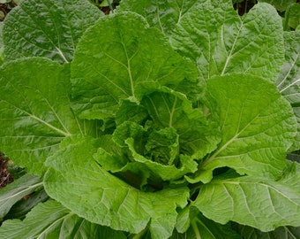 Mustard Florida Broadleaf Seeds Non-GMO, Open Pollinated, Heirloom for Hydroponics, Aquaponics, Soil, Raised Bed, Indoor, Outdoors, Pots