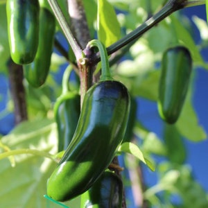 Jalapeno Pepper Seeds Non-GMO, Open Pollinated, Heirloom for Hydroponics, Aquaponics, Soil, Raised Bed, Indoor, Outdoors, In Pots, -1009