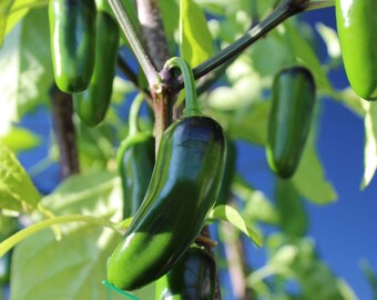 Jalapeno Pepper Seeds Non-GMO, Open Pollinated, Heirloom for Hydroponics, Aquaponics, Soil, Raised Bed, Indoor, Outdoors, In Pots, -1009