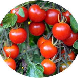 Tomato Red Cherry Lrg Seeds Non-GMO, Open Pollinated, Heirloom for Hydroponics, Soil, Raised Bed,Indoor,Outdoors,In Pots -1207