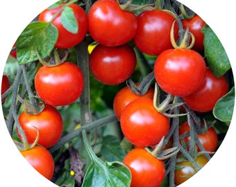Tomato Red Cherry Lrg Seeds Non-GMO, Open Pollinated, Heirloom for Hydroponics, Soil, Raised Bed,Indoor,Outdoors,In Pots -1207