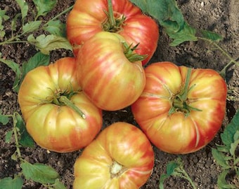 Tomato Mr. Stripey Seeds Non-GMO, Open Pollinated, Heirloom for Hydroponics, Aquaponics, Soil, Raised Bed, Indoor, Outdoors -1256