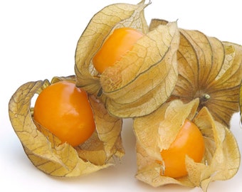 Cape Gooseberry Seeds Physalis peruviana Non-GMO, Open Pollinated, Heirloom for Hydroponics, Aquaponics, Raised Bed, In Pots, & Green House