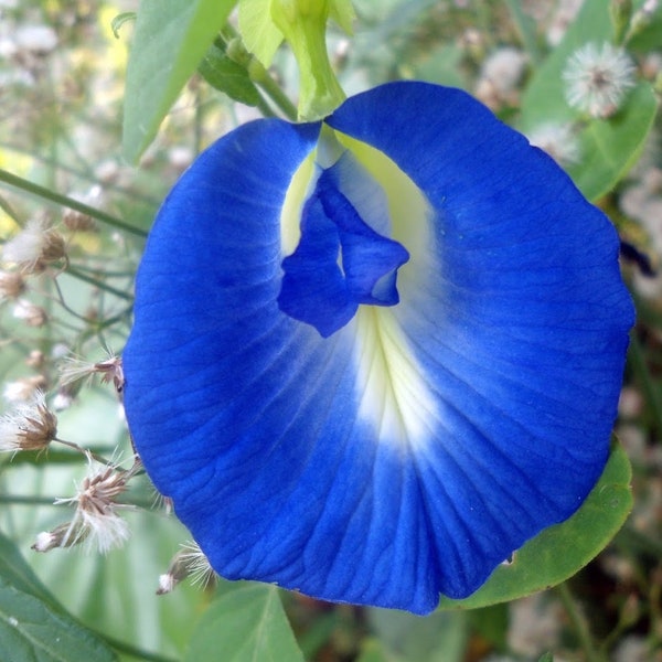 Blue Butterfly Pea | Clitoria Ternatea Flower Seeds Non-GMO, Open Pollinated, Heirloom for Hydroponics, Aquaponics, Soil,Raised Bed -1196