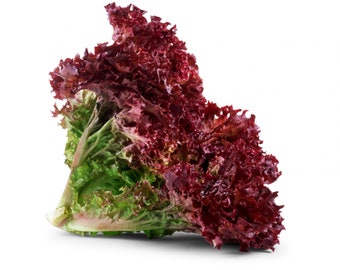 Back order item Red Lollo rossa Lettuce Seeds Non-GMO, Open Pollinated, Heirloom for Hydroponics, Aquaponics, Soil, Raised Bed, Outdoors,