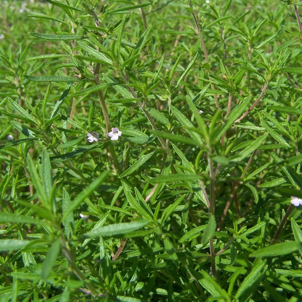 Oregano Italian Seeds Non-GMO, Open Pollinated, Heirloom for Hydroponics, Aquaponics, Soil, Raised Bed, Indoor, Outdoors, In Pots, Grn House