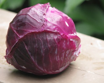 Red Acre Cabbage Seeds Non-GMO, Open Pollinated, Heirloom for Hydroponics, Aquaponics, Soil, Raised Bed, Indoor, Outdoors, In Pots