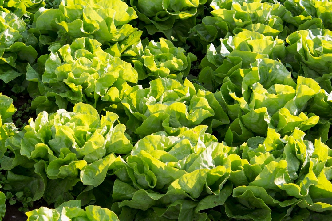 Buttercrunch Lettuce Seeds Non-gmo, Open Pollinated, Heirloom for ...