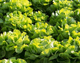 Buttercrunch Lettuce Seeds Non-GMO, Open Pollinated, Heirloom for Hydroponics, Aquaponics, Soil, Raised Bed, Indoor, Outdoors, In Pots