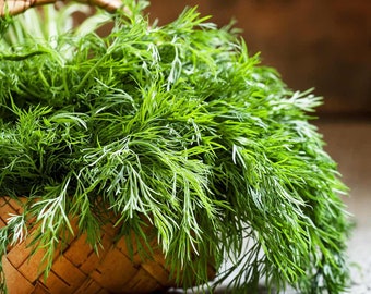Dill Dukat Seeds Herbs Non-GMO, Open Pollinated, Heirloom for Hydroponics, Aquaponics, Soil, Raised Bed, Indoor, Outdoors, In Pots