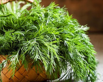 Dill Dukat Seeds Herbs Non-GMO, Open Pollinated, Heirloom for Hydroponics, Aquaponics, Soil, Raised Bed, Indoor, Outdoors, In Pots