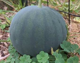Watermelon Seeds -B5 Non-GMO, Open Pollinated, Heirloom for Hydroponics, Aquaponics, Soil, Raised Bed, Indoor, Outdoors, In Pots,Green House