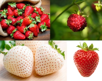 3 kind Strawberry Seeds Packs Non-GMO, Open Pollinated, Heirloom for Hydroponics, Aquaponics, Soil, Raised Bed, Indoor, In Pots,