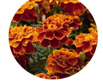 Marigold Safari Mix Seeds Non-GMO, Open Pollinated, Heirloom for Hydroponics, Aquaponics, Soil, Raised Bed, Indoor,Outdoors,In Pots,Gn House