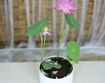 Indoor Lotus Seeds | Nelumbo nucifera | *Not blue lotus* Non-GMO, Open Pollinated, Heirloom for, Aquaponics, Outdoors ok, 15 Seeds -1266