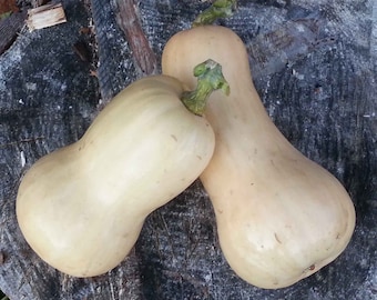 Butternut Waltham Seeds Non-GMO, Open Pollinated, Heirloom for Hydroponics, Aquaponics, Soil, Raised Bed, Indoor, Outdoors,In Pots, Gn House