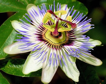 Passion Flower Vine Seeds - Passiflora caerulea - Maypop - Non-GMO, Open Pollinated, Heirloom for Hydroponics, Aquaponics, Raised Bed
