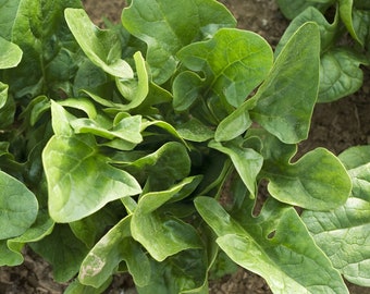 Spinach Seeds Non-GMO, Open Pollinated, Heirloom for Hydroponics, Aquaponics, Soil, Raised Bed, Indoor, Outdoors, In Pots, Green House -1040