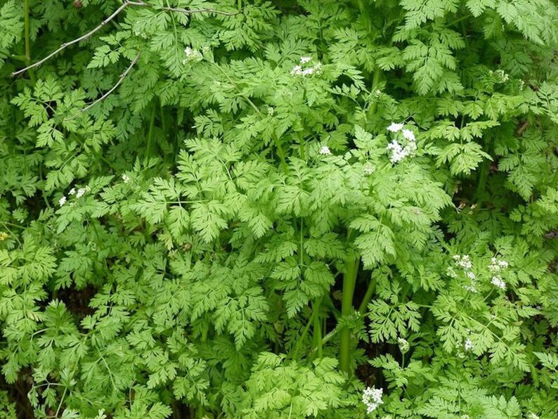 Parsley WINTER CHERVIL Seeds Herbs Anthriscus cerefolium image 1