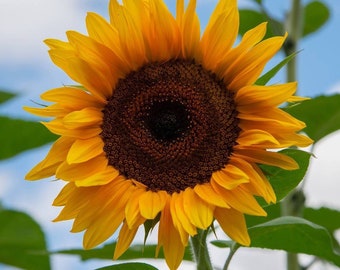 Sunflower Black Russian Seeds Non-GMO, Open Pollinated, Heirloom for Hydroponics, Soil, Raised Bed, Indoor, Outdoors, In Pots -1222