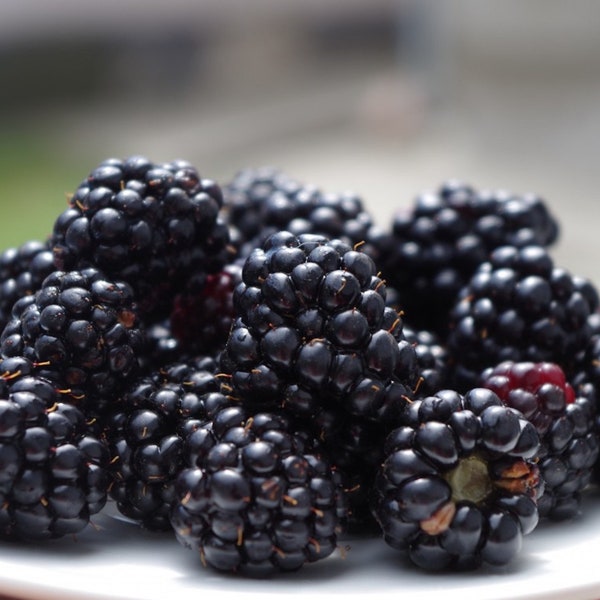 Blackberry Seeds Non-GMO, Open Pollinated, Heirloom for Hydroponics, Aquaponics, Soil, Raised Bed, Indoor, Outdoors, in Pots, -1195V5