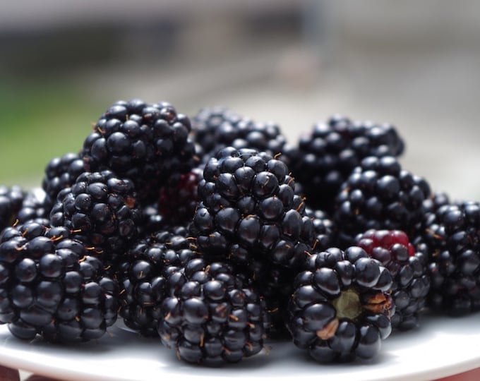 Featured listing image: Blackberry Seeds Non-GMO, Open Pollinated, Heirloom for Hydroponics, Aquaponics, Soil, Raised Bed, Indoor, Outdoors, in Pots, -1195V5