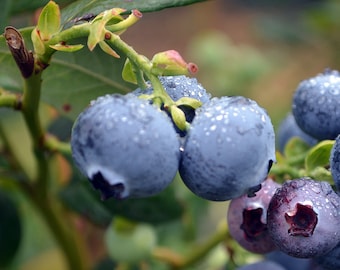 Pode incluir: Close-up de mirtilos num ramo, cobertos por gotas de água. As bagas maduras são de um azul profundo, com algumas mostrando um toque de roxo. Folhas e caules verdes proporcionam um fundo natural.