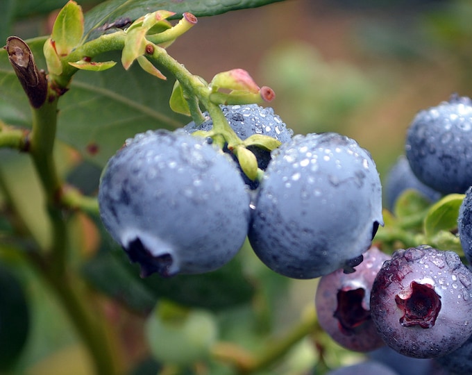 Featured listing image: Blueberry Seeds Non-GMO, Open Pollinated, Heirloom for Hydroponics, Aquaponics, Soil, Raised Bed, Indoor, Outdoors, in Pots -1018R