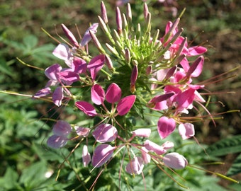 Puede incluir: Primer plano de una flor rosa con tallos largos y delgados y pétalos delicados. La flor está en flor y tiene un grupo de capullos.