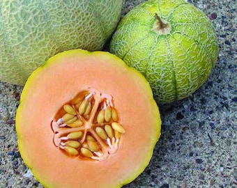 CANTALOUPE Minnesota Midget Seeds Non-GMO, Open Pollinated, Heirloom for Hydroponics, Soil, Raised Bed, Indoor, Outdoors, In Pots -1229