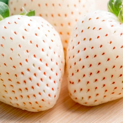 White Strawberry Seeds Packs Non-GMO, Open Pollinated, Heirloom for Hydroponics, Aquaponics, Soil, Raised Bed, Indoor, Outdoors -1193