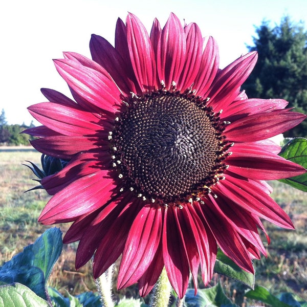 Sunflower - Velvet Queen Seeds Non-GMO, Open Pollinated, Heirloom for Hydroponics, Soil, Raised Bed, Indoor, Outdoors, In Pots -1227