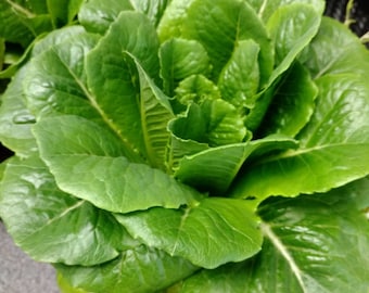 Lettuce Vivian Seeds Non-GMO, Open Pollinated, Heirloom for Hydroponics, Aquaponics, Soil, Raised Bed, Indoor, In Pots, Gren House, -1148