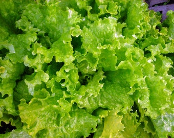 May include: Close-up of fresh, green lettuce leaves with water droplets. The lettuce is arranged in a dense, leafy cluster.